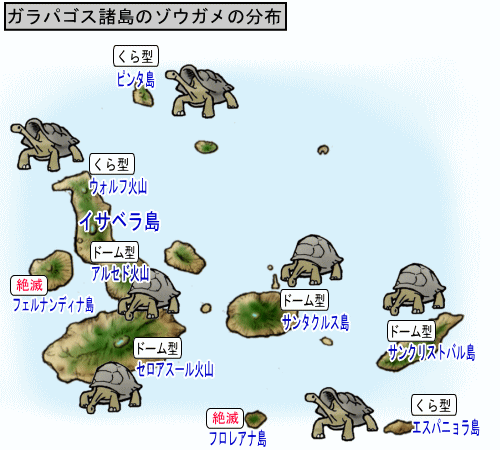 川崎市 : ケヅメリクガメ