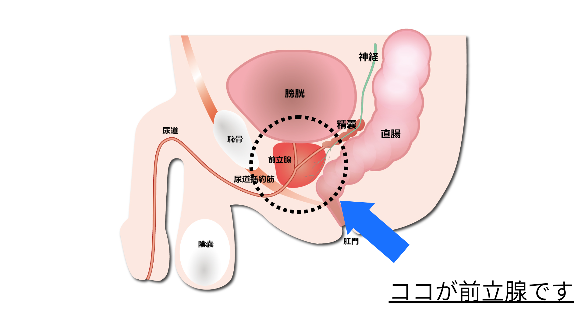 早漏防止治療 | エーツークリニック