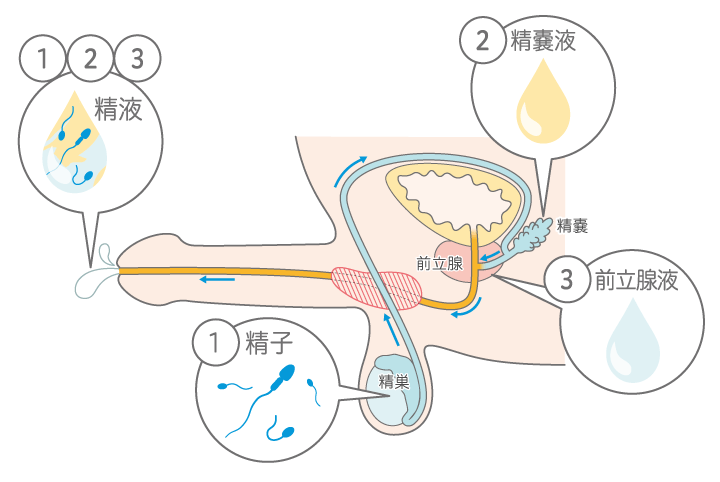 男性不妊の問題点 - 大阪不妊センター（大阪府箕面市）