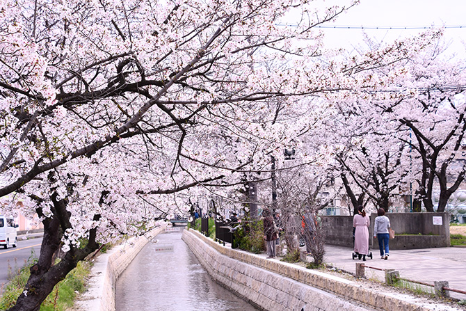 大阪の桜 2024】花見スポット、夜桜ライトアップ、見頃情報も【楽天トラベル】