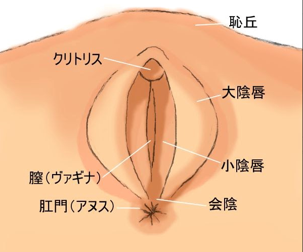 女性がイクのを我慢できないクリ舐めのやり方！上手だと思われるコツはこれだ｜駅ちか！風俗雑記帳