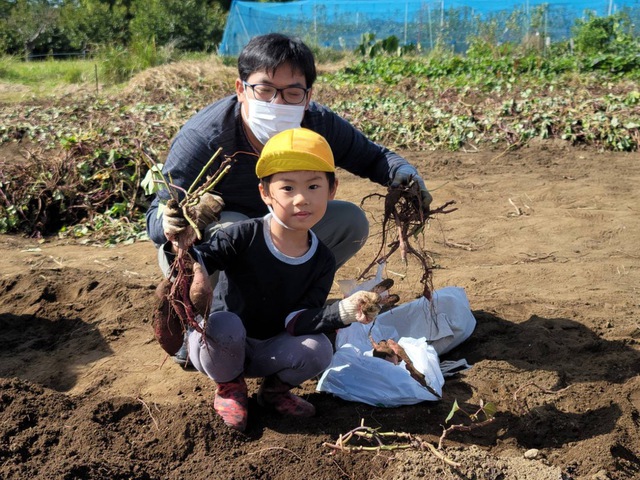 お芋の苗植え | 美和幼稚園｜学校法人天美学園 大阪府松原市にある幼稚園