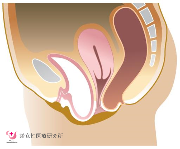 デリケートゾーンがきれいってどういうこと？ – 港区、品川区の産婦人科で妊婦健診・産後ケア・避妊相談なら│海老根ウィメンズクリニック