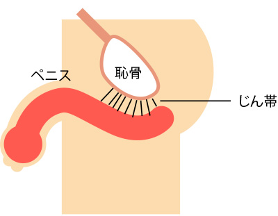 ペニス増大チントレ法１７種！理論的完全マニュアル版【イラスト図解】 | セクテクサイト