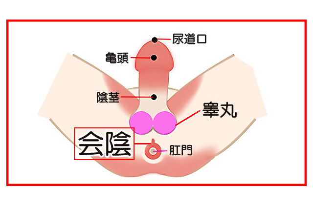 尿道口 - Wikipedia