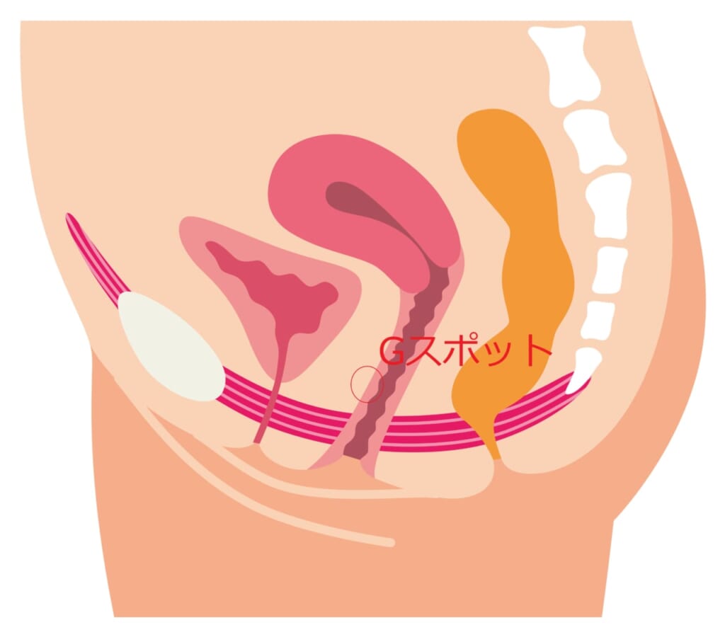 Gスポットを開発してイク方法を徹底解説！感じない女性でもイケるバイブでの刺激の仕方【快感スタイル】