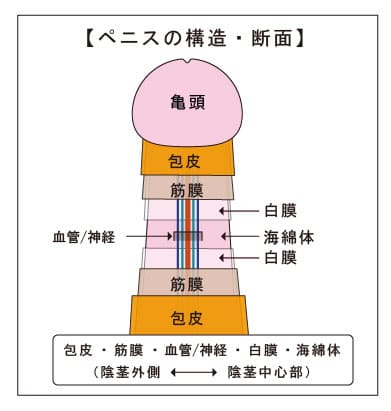 上向きに反ったちんこはイかせやすい！女性が悶える上に向かせる方法を伝授！ | Trip-Partner[トリップパートナー]