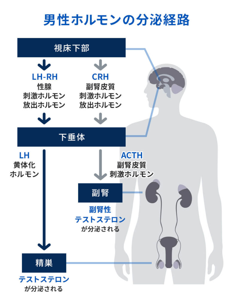 オナニーをしすぎると筋トレの効果が下がる！？理想のオナニー頻度とタイミングを解説｜駅ちか！風俗雑記帳