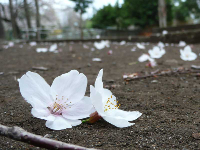 名古屋市でおすすめのグルメ情報(花びら餅)をご紹介！ | 食べログ