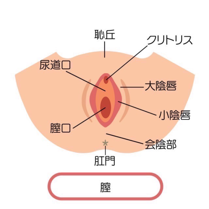 気持ちいい】クリトリスを剥くと感度倍増！痛くない上手なクリトリスの触り方・剥き方を伝授！ | Trip-Partner[トリップパートナー]