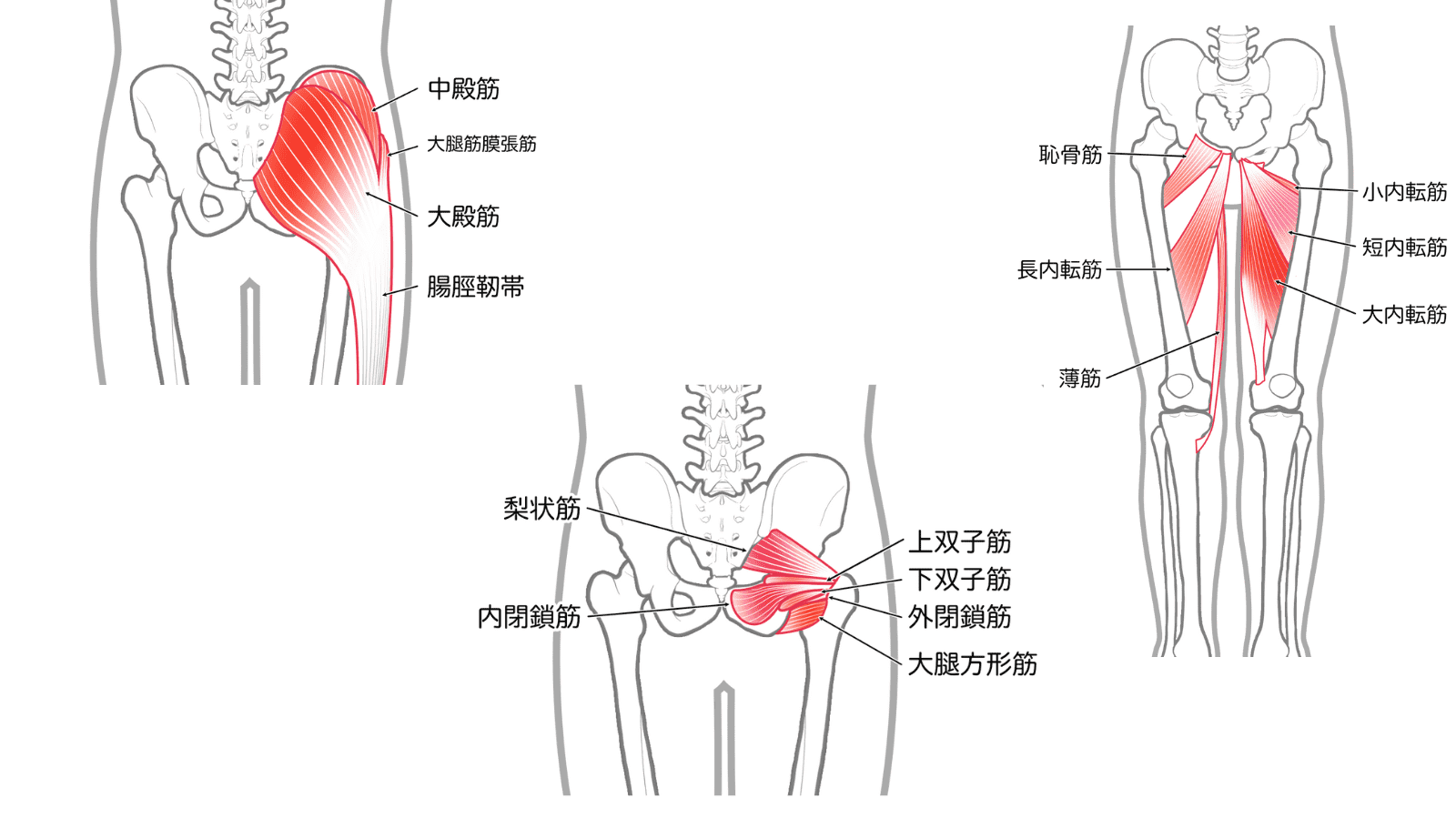 骨盤底筋トレーニングの重要性：将来の骨盤臓器脱を防ぐ | 【公式】フェミクッション