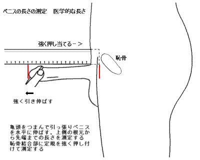 ちんこトイレットペーパーチャレンジで簡単にサイズ測定しよう！