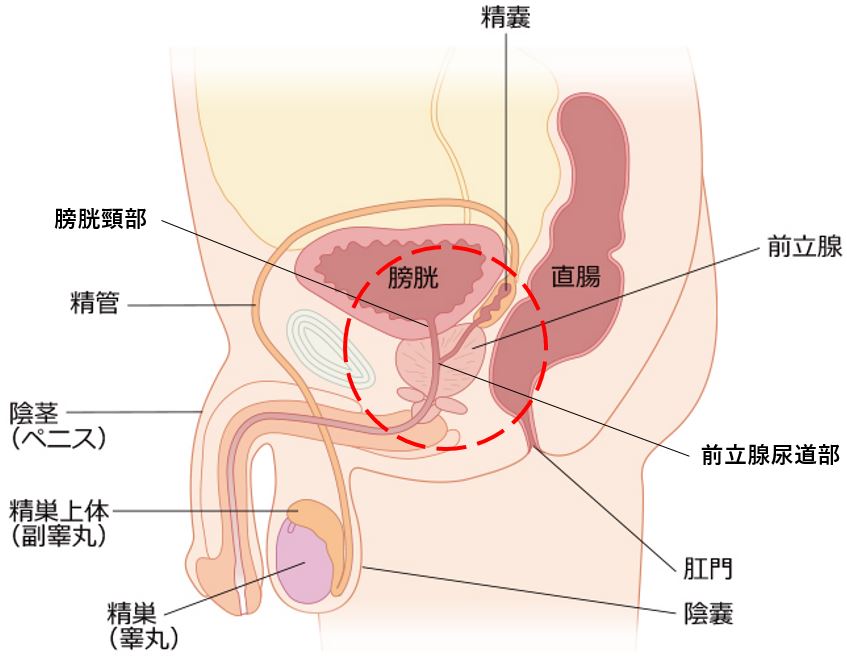 潮吹き (くじら) - Wikipedia