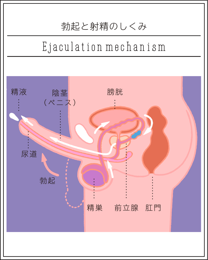 はじめてのセックス、その前に。わたしたちのHow to SEX【医師監修】 |