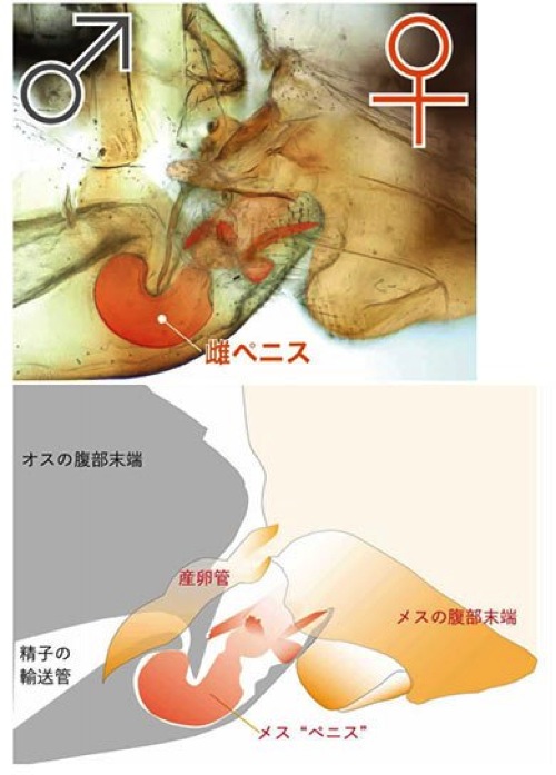 何と！？メスがペニスを持つ昆虫が見つかったと話題になってます。 | ぐっどらっく