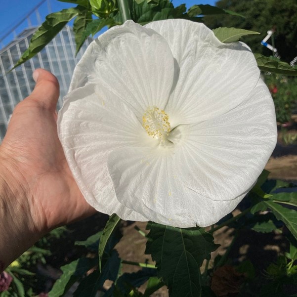 Bouquet Farm tsukuriya