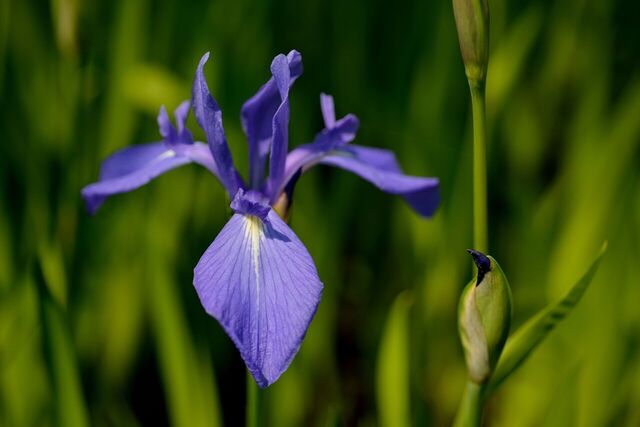 カキツバタ（杜若）の花言葉「幸福が来る」「幸せはあなたのもの」「贈り物」「高貴」「思慕」意味や種類・色別での説明｜デコーム