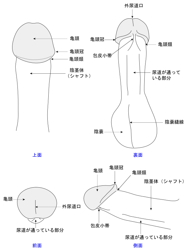 精嚢ドライオーガズムのコツと適した道具【痙攣系メスイキ】 - メスイキ総合研究所