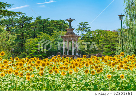 鶴舞公園｜開花情報（ヒマワリ、スイフヨウなど）（8/5）