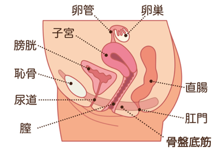 男の潮吹きとは気持ちいい？事前準備・やり方を解説 - 男 の 潮吹き