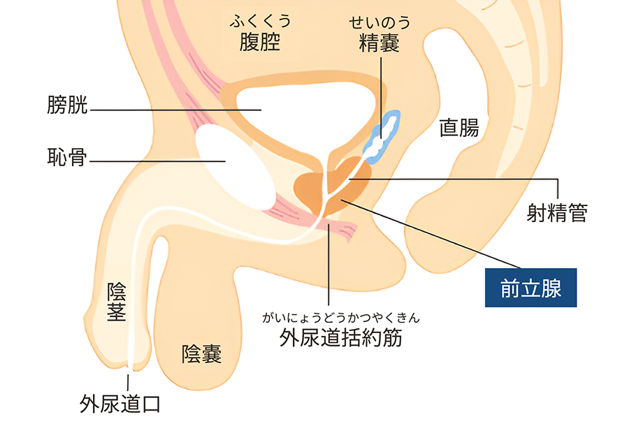 風俗の前立腺マッサージって？プレイのやり方と注意点を解説！ | FQSS