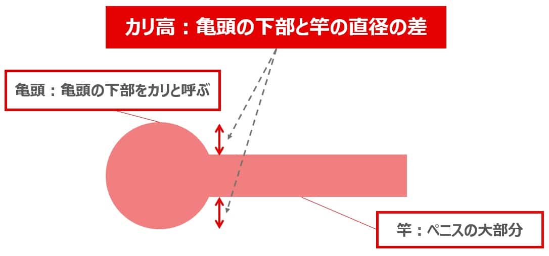 カリ高の基準】男の憧れ「カリ高」になる5つの方法！ –メンズクリニック研究会-包茎