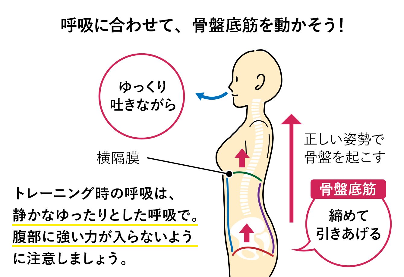 女性の尿もれの原因は骨盤底筋の弱り!? 簡単トレーニングで改善｜カンポフルライフ by クラシエの漢方