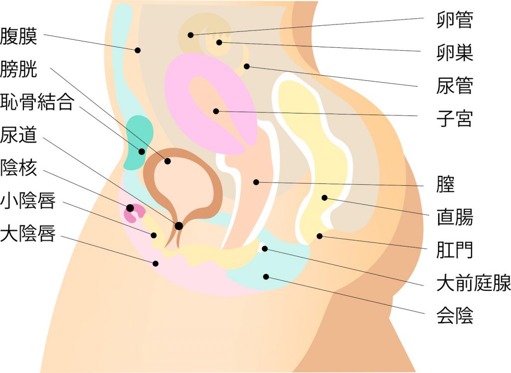 細菌性膣症とは？発症する原因や症状・治し方（自然に治るのか）も解説！｜wakanote