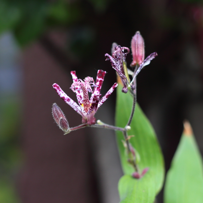 カキツバタ(燕子花)の花言葉｜由来や誕生花、怖い意味はある？アヤメとの見分け方も解説 | HanaSaku