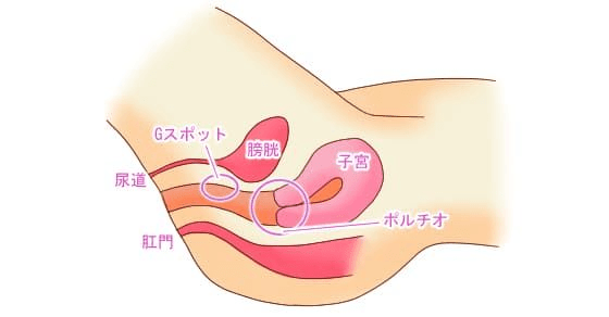 岡山大学】Female squirting（女性の潮吹き現象）の謎の解明へ | 国立大学法人岡山大学のプレスリリース