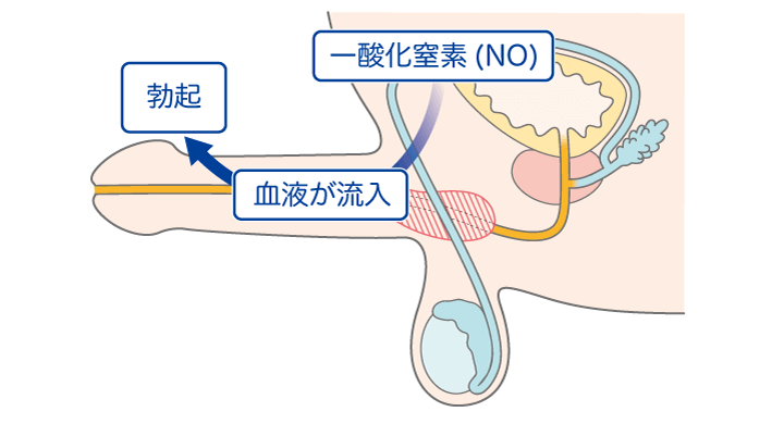 男には18個の性感帯があるって知ってた？【性感帯マップ付き】｜BLニュース ちるちる