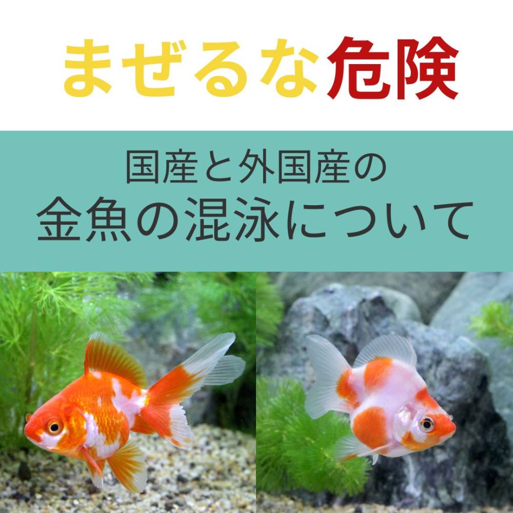 魚の薬・魚病薬の使い方｜守りたい使用法・ポイントと薬浴中の対応｜東京アクアガーデン