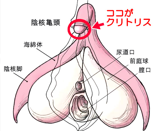 クリトリスでイケてますか？クリトリス用おもちゃ種類別おすすめランキング！｜Cheeek [チーク]