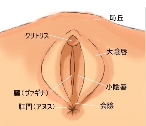 ヤリチンが解説】オマンコvsアナル！どっちが気持ちいい？過激な体験談も紹介！ | Trip-Partner[トリップパートナー]