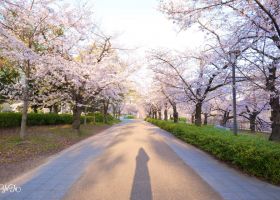 2024年版お花見情報】堺・南河内の桜の名所！あなたはどこでお花見する？※追記あり：│さかにゅー