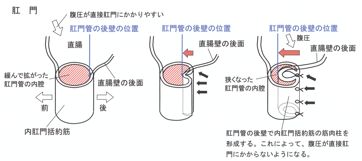 おしりの中はどうなってるの？｜い～じ～net|ジェイドルフ製薬株式会社