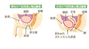 楽天市場】骨盤底筋サポートガードル be Natural 骨盤 サポーター