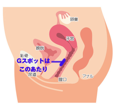 Gスポットについて解説！手マンのやり方と押さえておくべき注意点 | ユメトノ