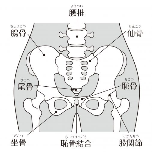 その腰痛、骨盤のせいかも？】理学療法士がおすすめの運動を解説