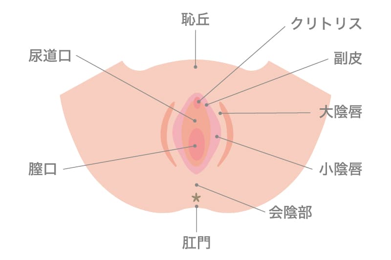 クリトリスの場所はどこ？構造・役割と快感を感じるためのいじり方 | Ray(レイ)