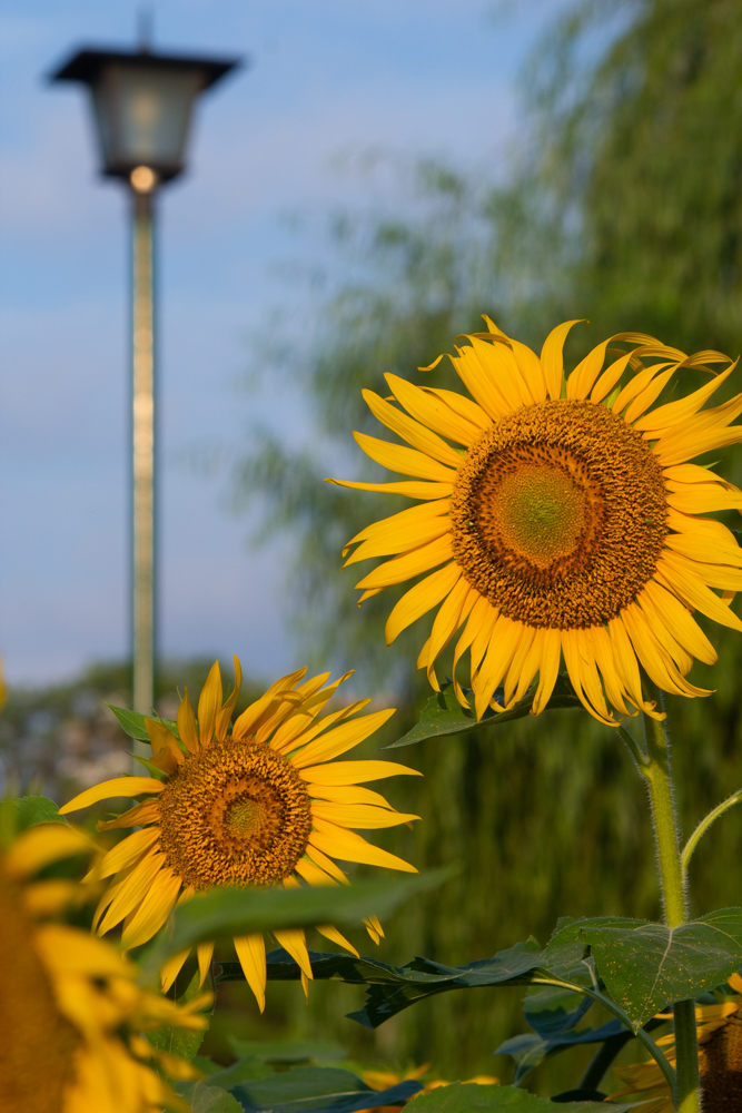 まめことひまわり🌻 早起きしてひまわりを見に鶴舞公園に🚘 花は朝の元気なうちに見るべしです☀️ でも暑くて、まめこ嬢はテンションダウン⤵️