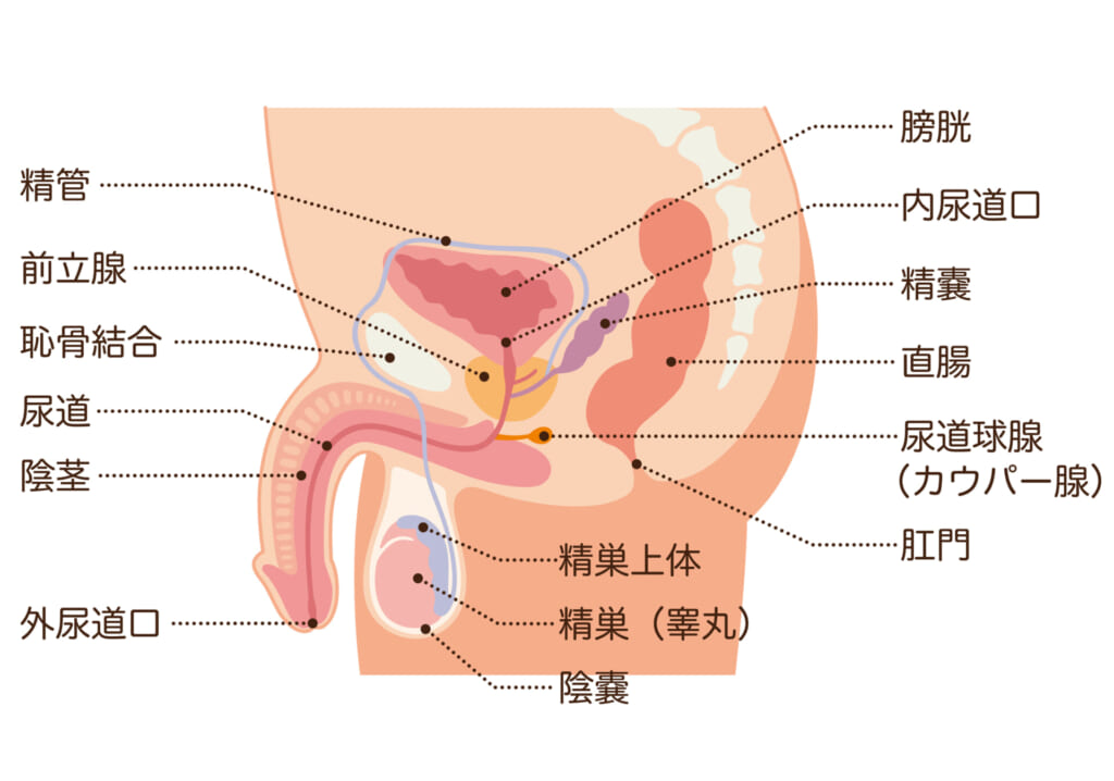 エネマグラとは？使い方とドライオーガズム - 夜の保健室