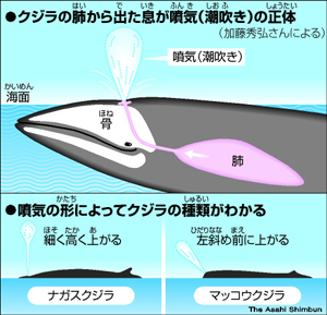 Amazon | ローター 遠隔