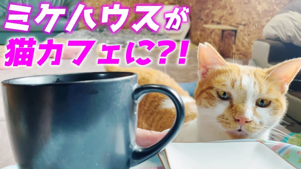 三毛猫家族のお家で1日猫カフェ体験してみたら可愛すぎて飛んだ…笑[三毛母猫の子猫]