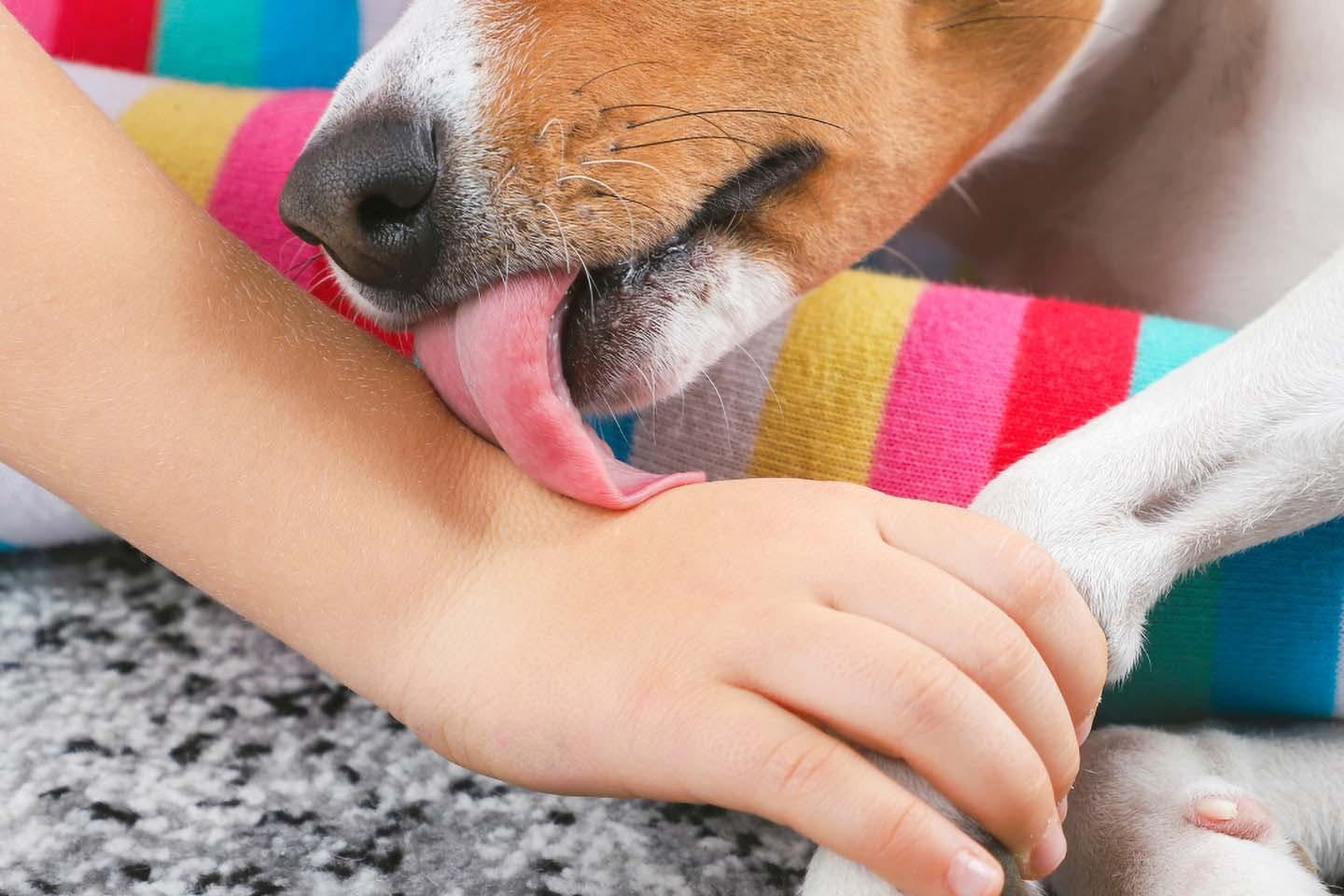 犬が足を舐めてくる心理とは？舐める部位ごとの意味、やめさせる方法を解説 | わんちゃんホンポ