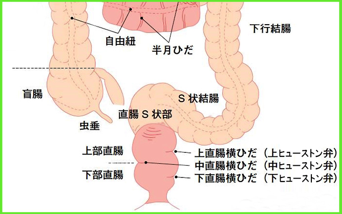 映像で学ぶ アナル性感開発 -