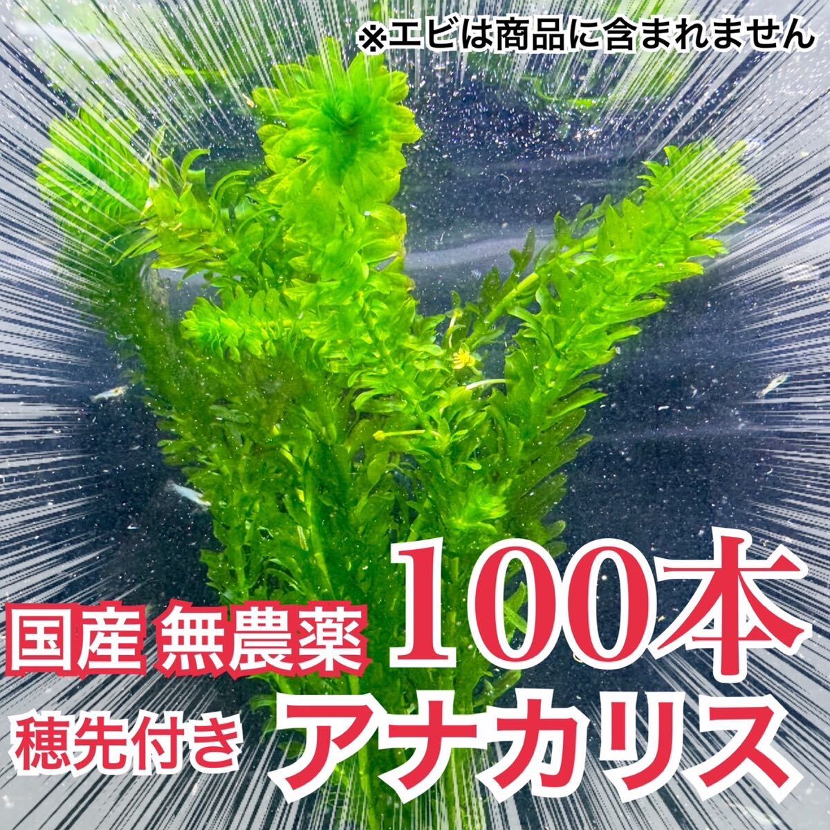 極鱗会 更紗和金 メガジャンボ２歳 限定出品(金魚)｜売買されたオークション情報、yahooの商品情報をアーカイブ公開