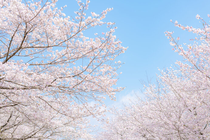 高津宮 桜シーズン | Maido