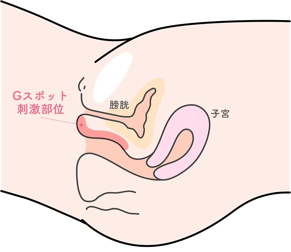 スキーン線は女性の前立腺？役割や刺激方法 - 夜の保健室