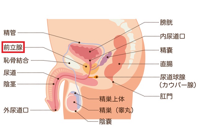 前立腺責めについてご経験あれば教えていただきたいです。 | Peing